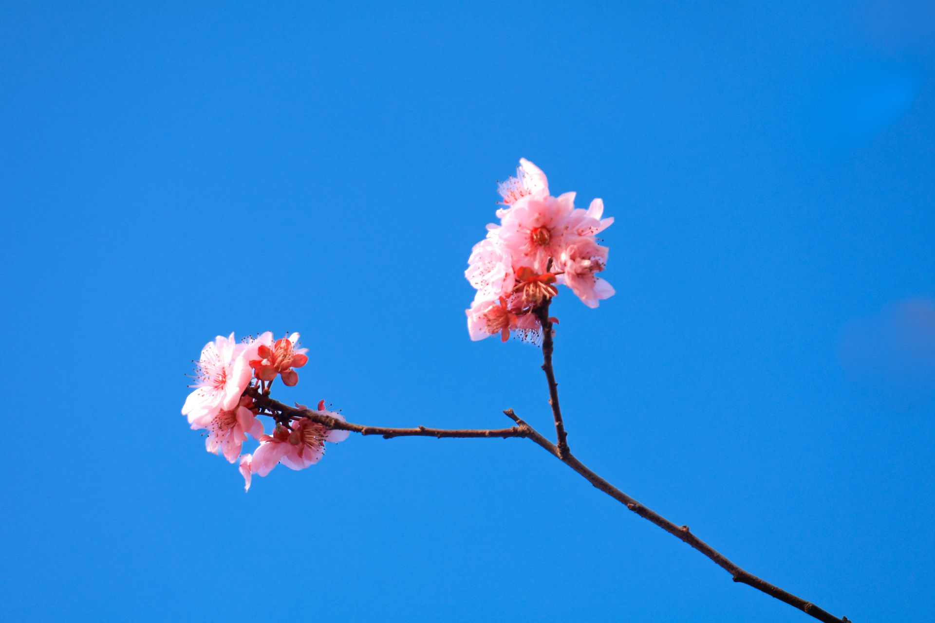 Beautiful close-up of peach blossoms in spring against a vivid clear blue sky.