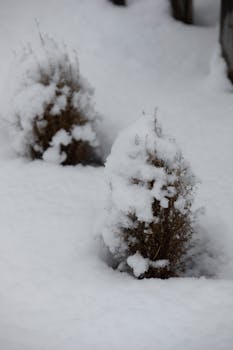 Two shrubs blanketed with fresh snow on a winter day outdoors.
