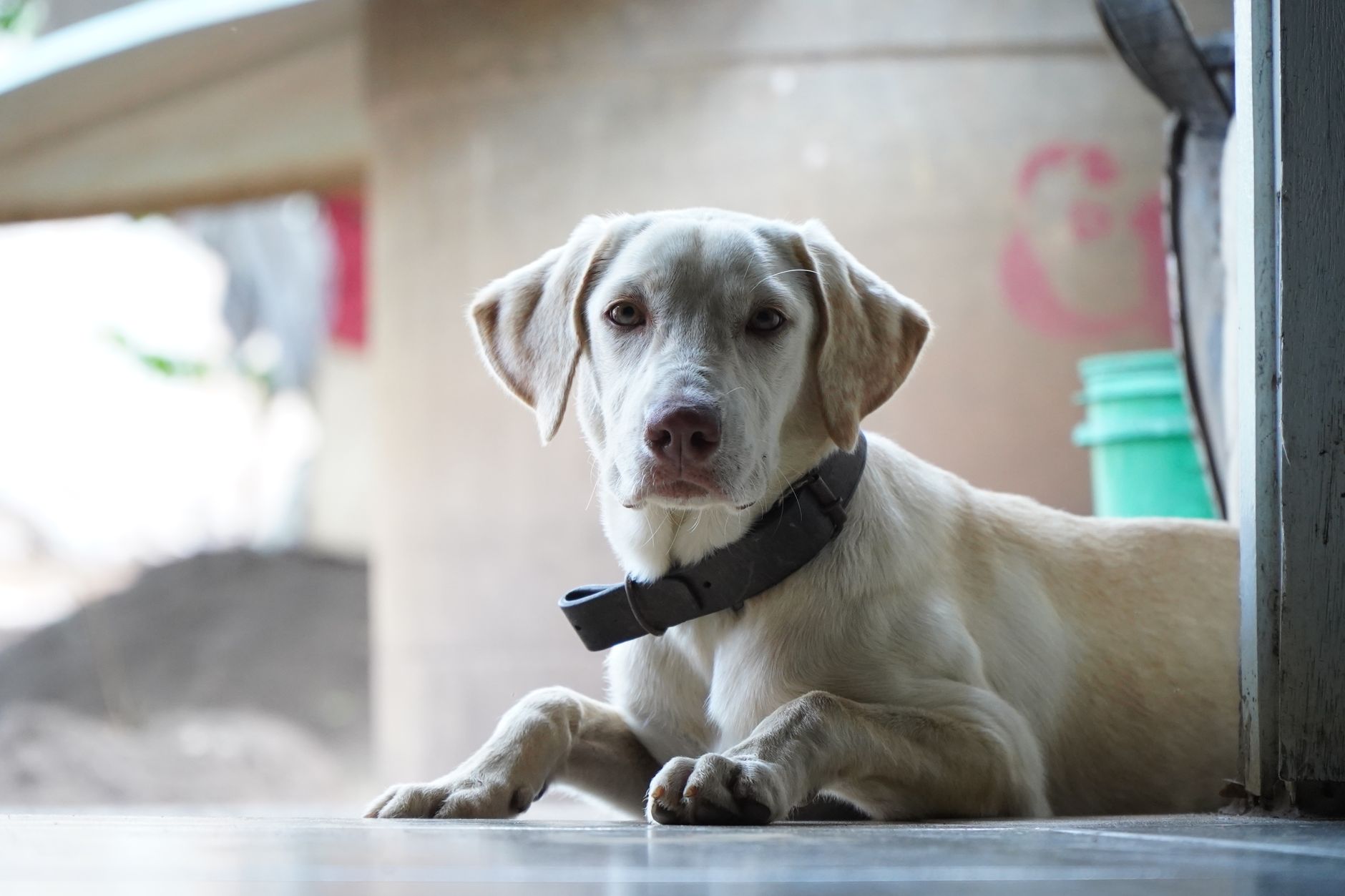 A dog undergoing diagnostic blood testing at a veterinary clinic