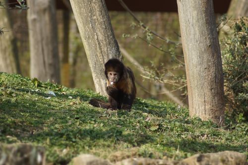Free Curious capuchin monkey exploring a Dutch forest setting, showcasing natural behavior. Stock Photo