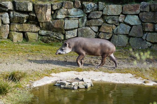 Free Brazilian tapir walking near a pond in a zoo setting, showcasing its unique features. Stock Photo