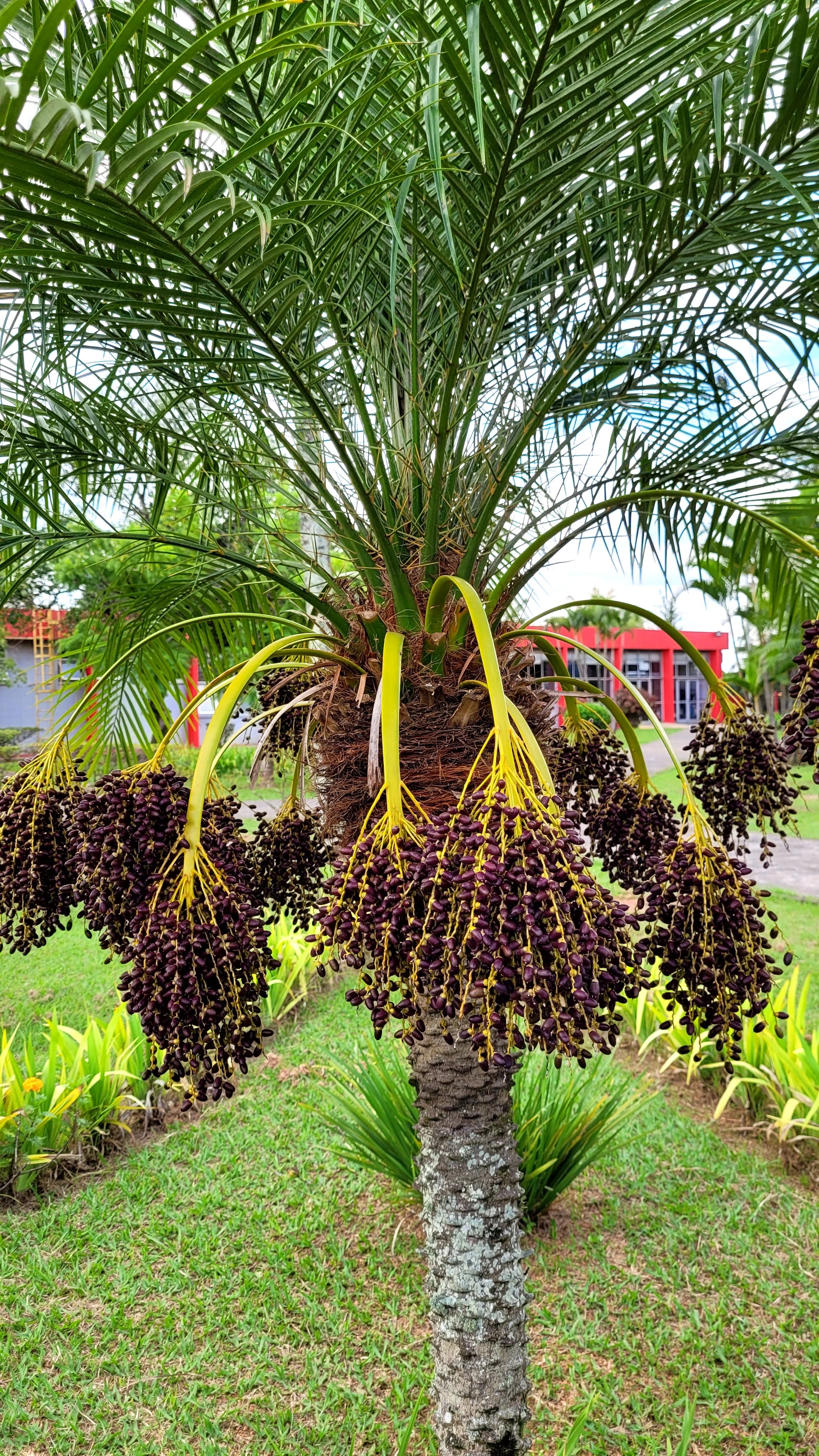 Erfoud Date Market 1