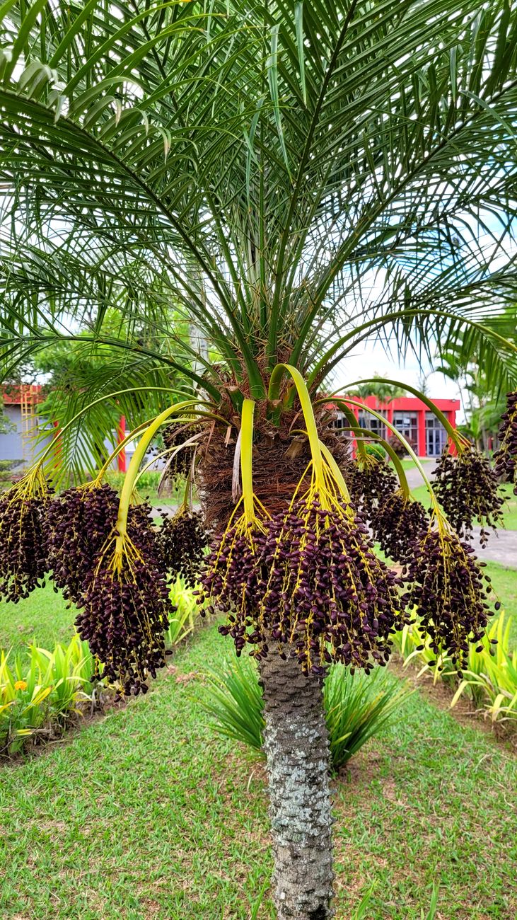Erfoud Date Market 1