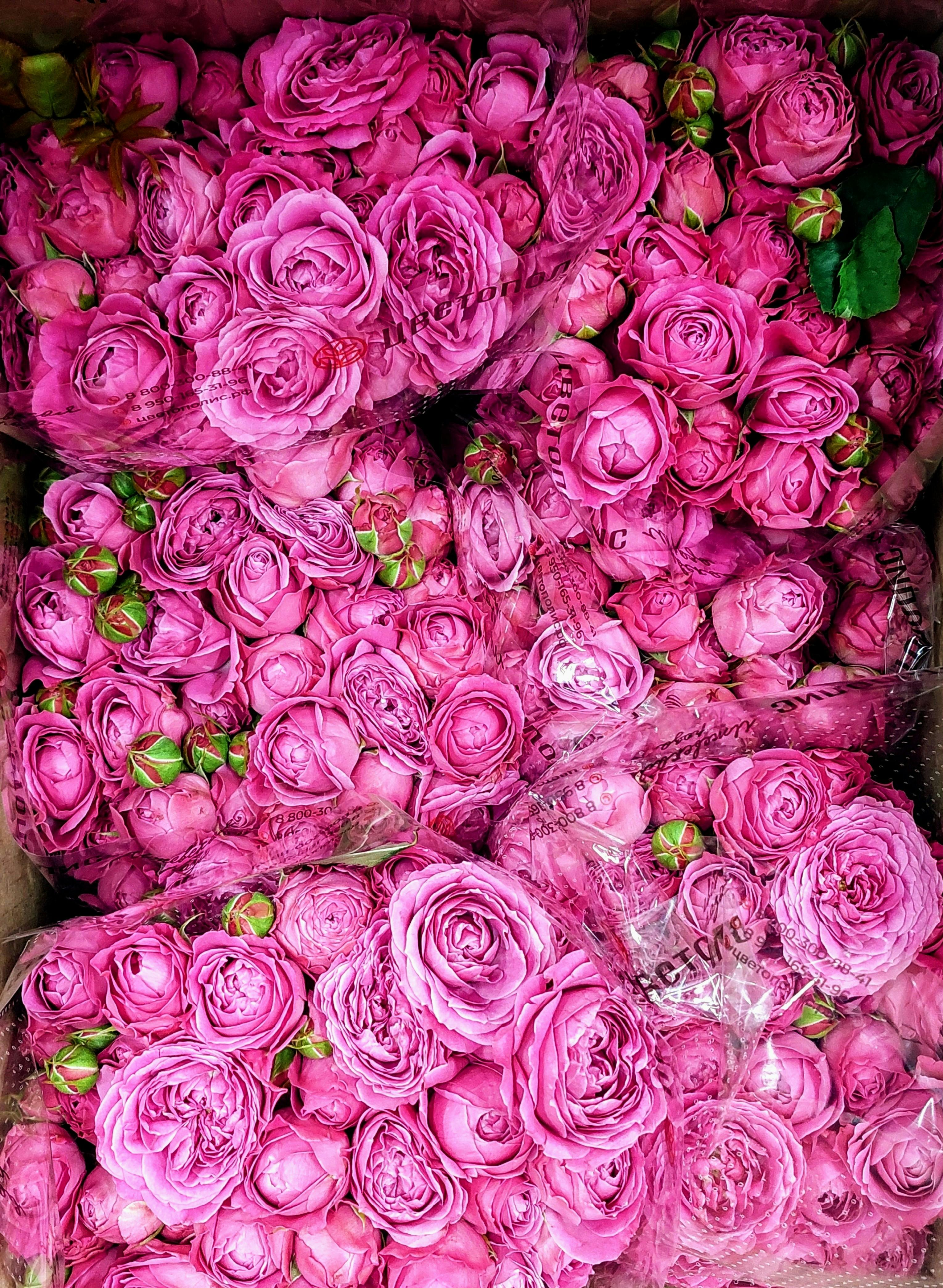 A stunning display of pink roses, perfect for celebrations and floral decor.