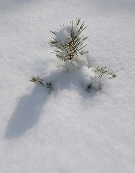A small pine seedling covered in snow standing out in a bright winter landscape.