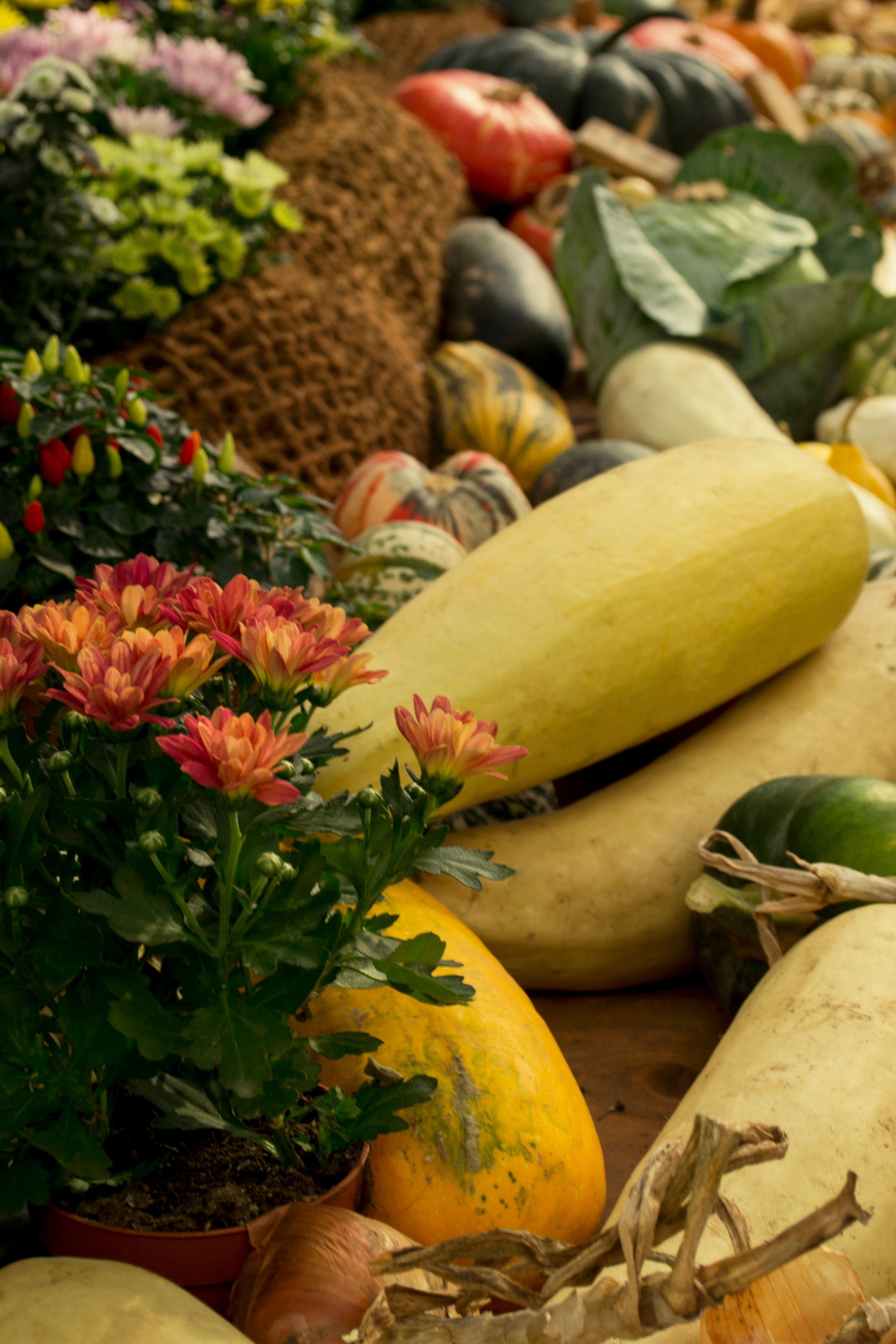 Colorful assortment of autumn gourds and flowers in a bountiful harvest scene.