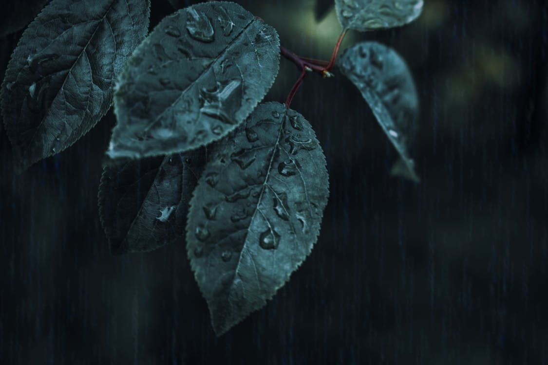 Ingyenes stockfotó 4k-háttérkép, ág, esik az eső témában