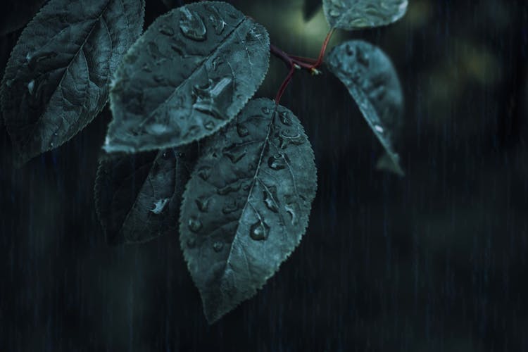 Close-up Photo Of Green Leafed Plant