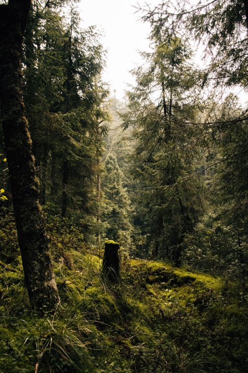 Free Tranquil forest setting with dense trees and rich green moss creates a peaceful atmosphere. Stock Photo