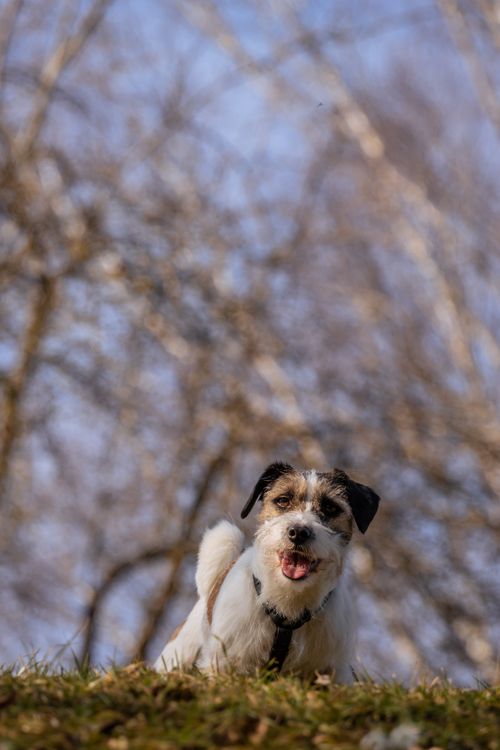 Free Energetic Jack Russell Terrier enjoying a sunny spring day outdoors. Stock Photo