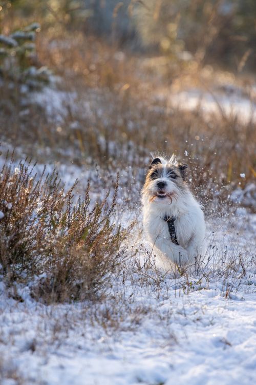 Free Energetic Jack Russell Terrier joyfully running through a snowy field on a sunny winter day. Stock Photo
