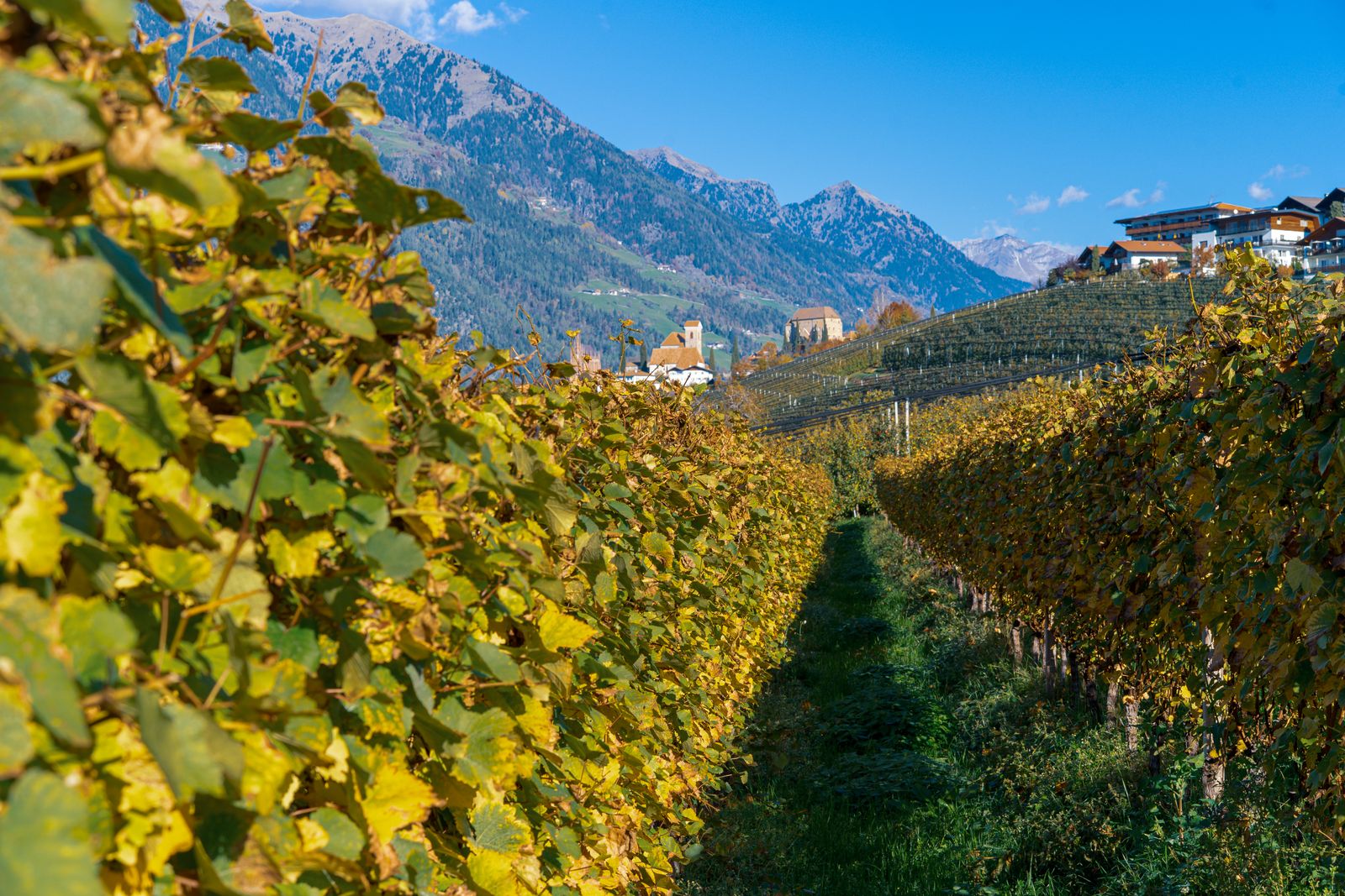 Vineyard in autumn paint by numbers