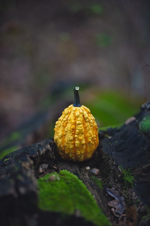 Free stock photo of autumn, fall, fall colors Stock Photo