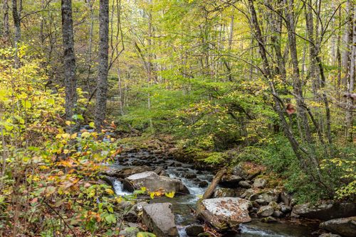 Free Peaceful forest scene with a flowing stream, surrounded by lush greenery in Georgia, USA. Stock Photo