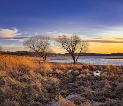 Beautiful sunset over Lake Vättern in Jönköping, Sweden with bare trees and golden reeds.