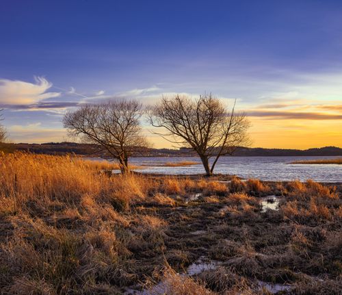 Free Beautiful sunset over Lake Vättern in Jönköping, Sweden with bare trees and golden reeds. Stock Photo