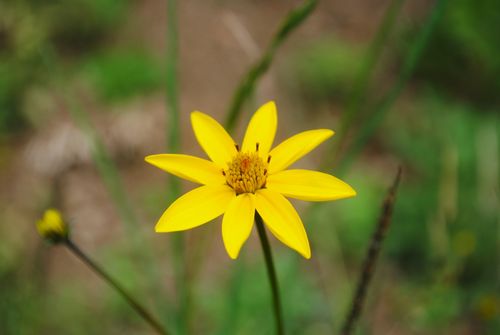 Free Captivating close-up of a vibrant yellow flower in full bloom, showcasing nature's beauty in Bolivia. Stock Photo