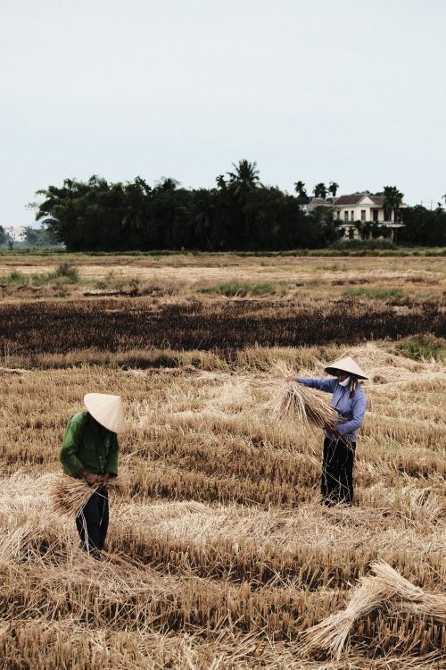 Free Farmers wearing conical hats harvesting rice in a rural Asian field under cloudy skies. Stock Photo