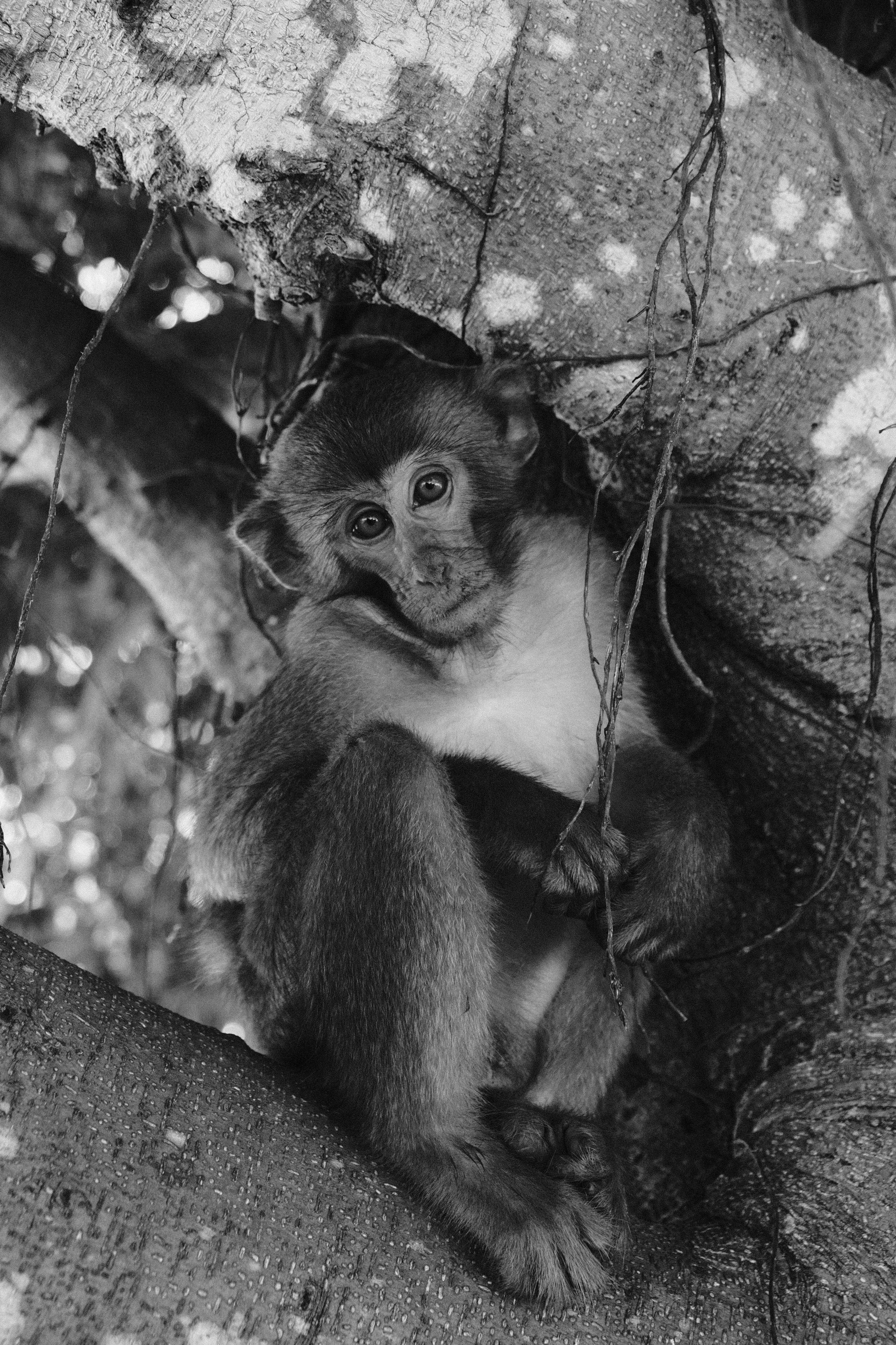 A thoughtful young monkey sitting in a tree, captured in black and white, revealing intricate textures.