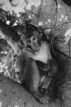 A thoughtful young monkey sitting in a tree, captured in black and white, revealing intricate textures.