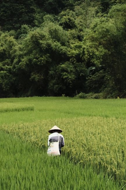 A farmer tending to a rice field surrounded by dense greenery, showcasing agricultural life.