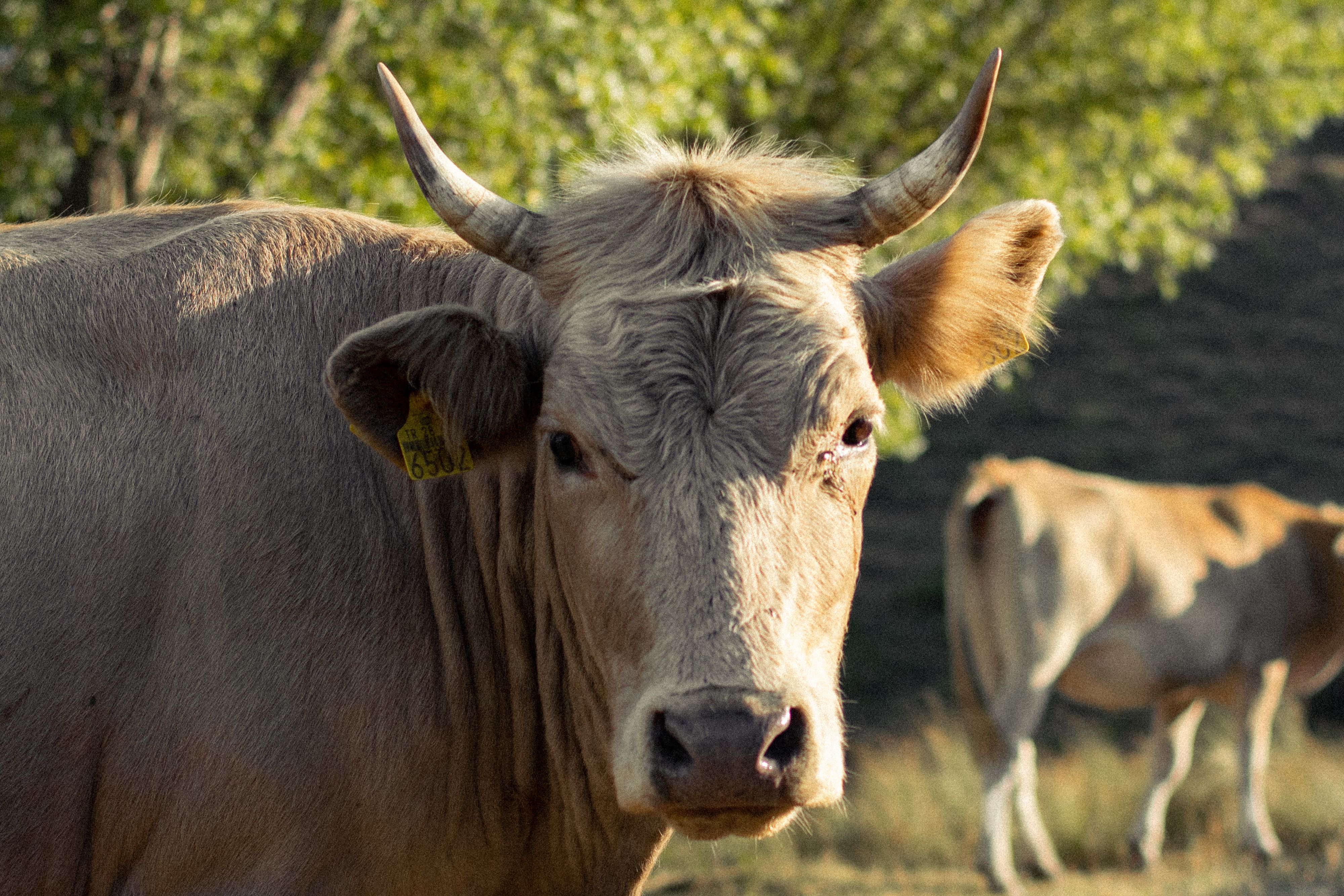 A brown cow stands in a sunny field with another cow grazing in the background.