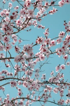 Beautiful close-up of pink almond blossoms against a clear blue sky.