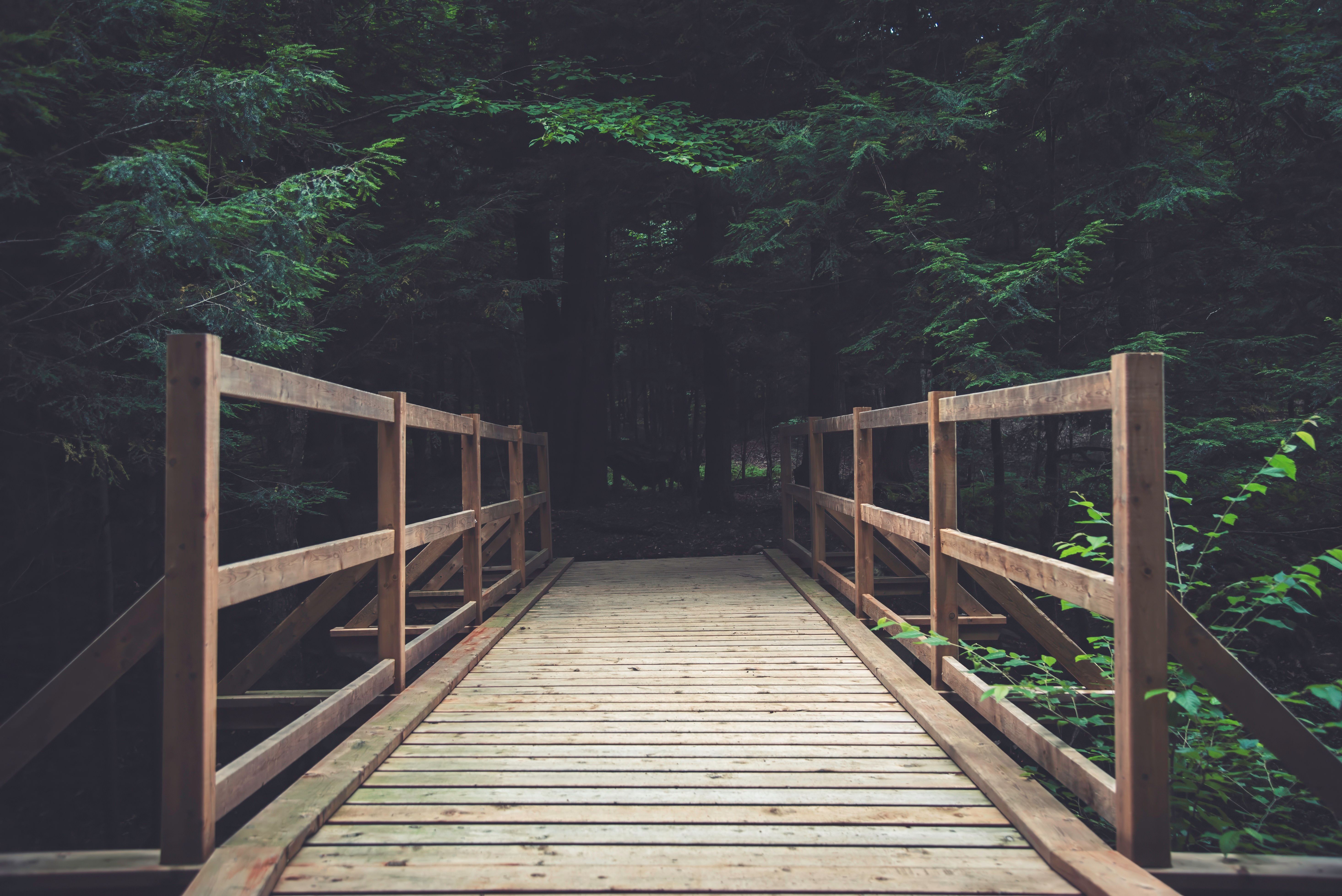 Tranquil Wooden Bridge in Canadian Forest · Free Stock Photo
