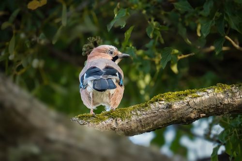 Free A Eurasian Jay bird perches gracefully on a moss-covered branch amid dense forest foliage. Stock Photo
