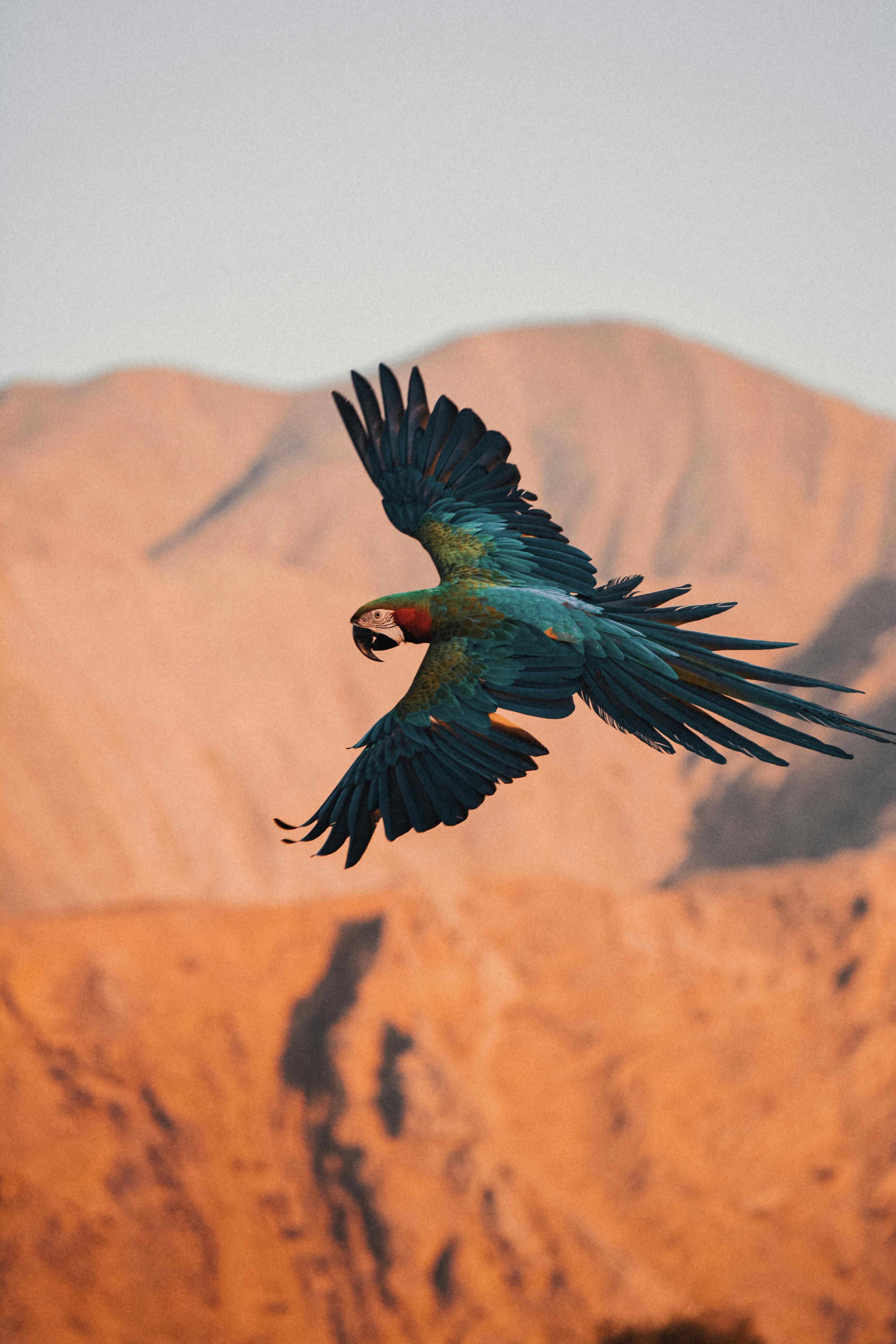 Vibrant macaw flying against the backdrop of Oman's rugged mountains at sunset.