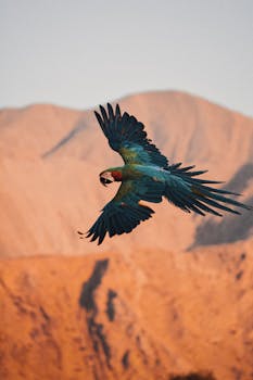 Vibrant macaw flying against the backdrop of Oman's rugged mountains at sunset.