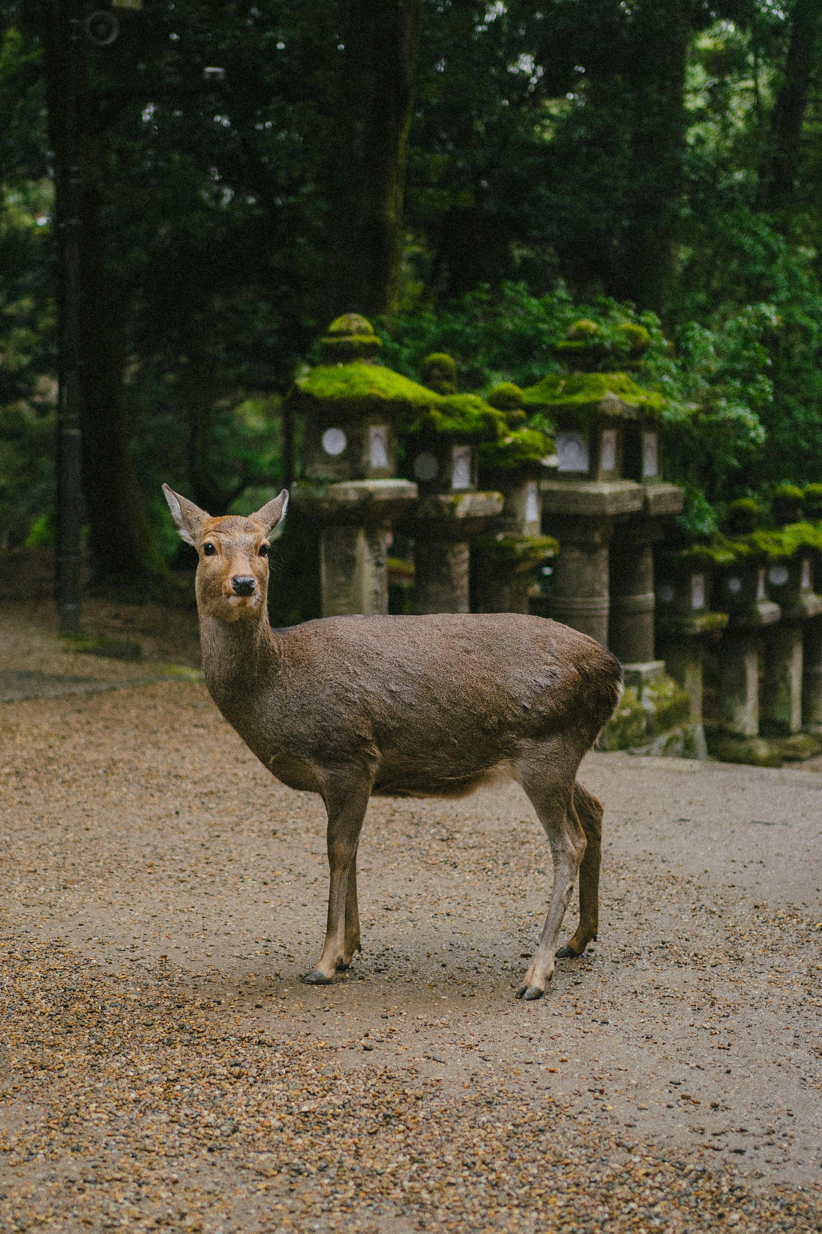A sika deer standing on a forest path near traditional Japanese stone lanterns in a serene setting.
