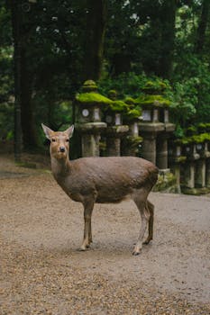 A sika deer standing on a forest path near traditional Japanese stone lanterns in a serene setting.