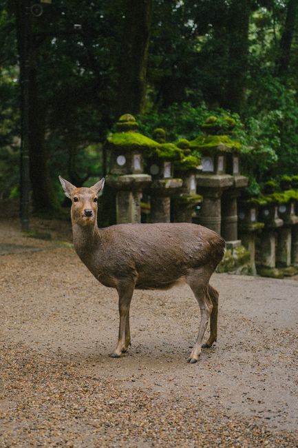 A sika deer standing on a forest path near traditional Japanese stone lanterns in a serene setting.