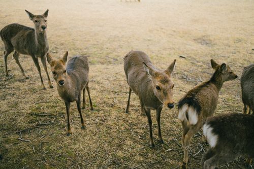 Free A herd of deer grazing on a grassy field captured in a serene, natural setting. Stock Photo