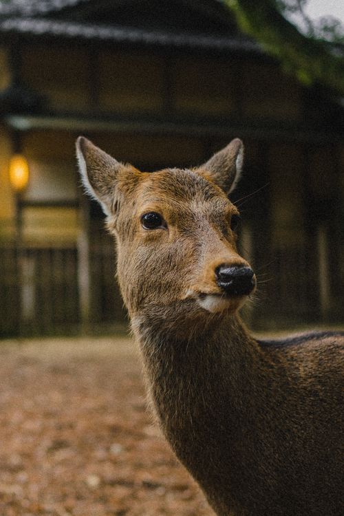 Free Close-up of a deer standing outdoors by a traditional building. Stock Photo