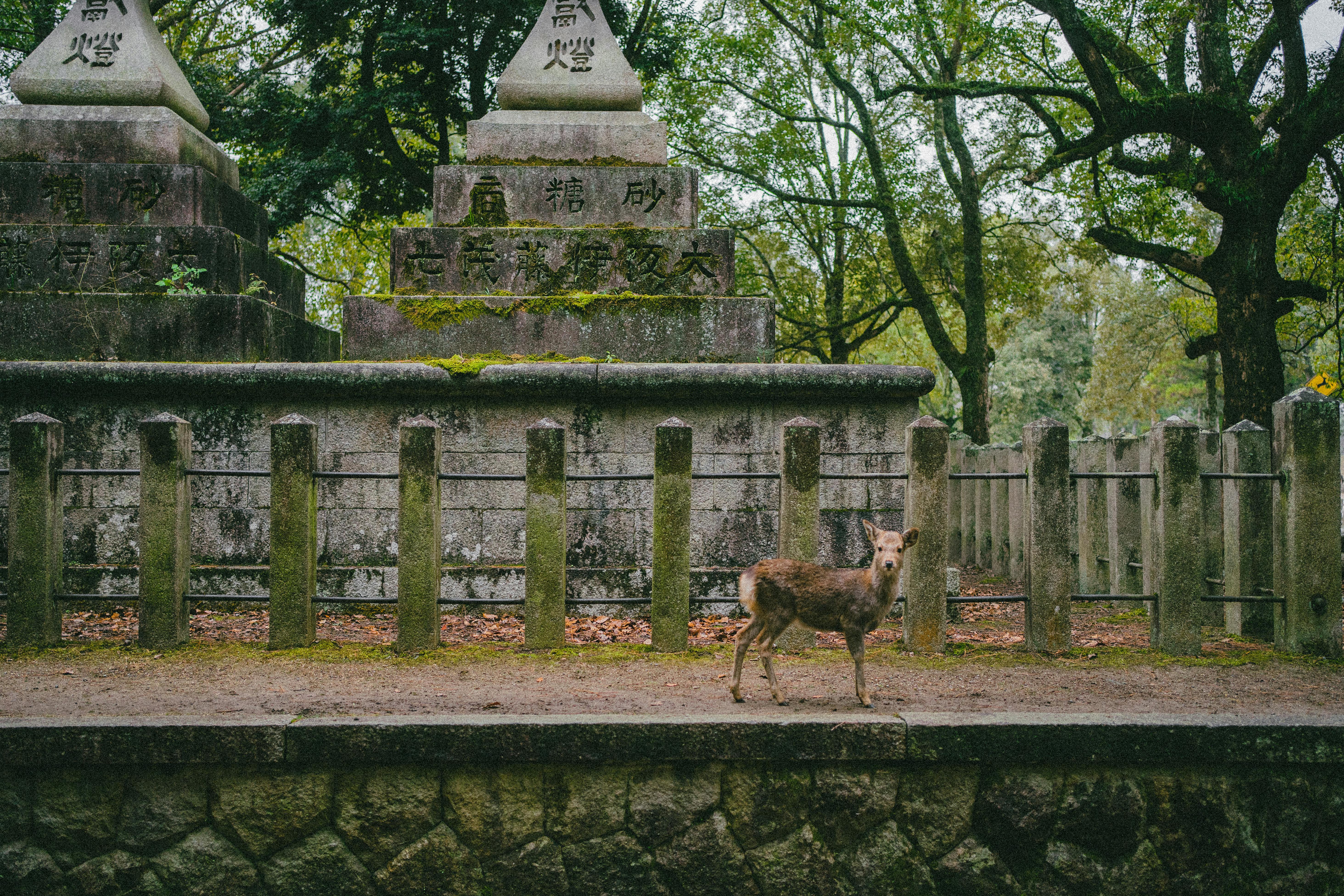 A peaceful deer wanders near traditional stone lanterns in a historic Japanese temple setting.
