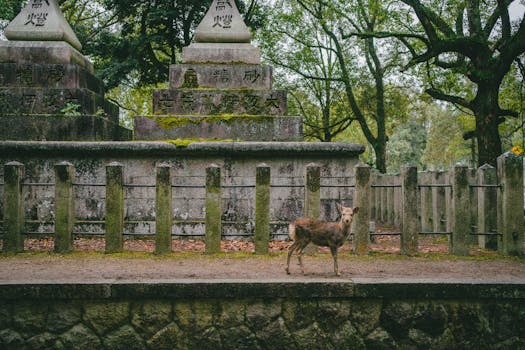 A peaceful deer wanders near traditional stone lanterns in a historic Japanese temple setting.