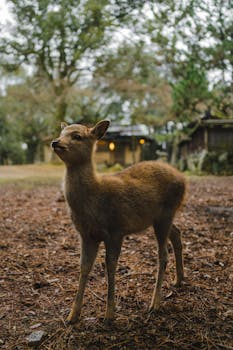 A young deer stands in a tranquil forest clearing, surrounded by nature.