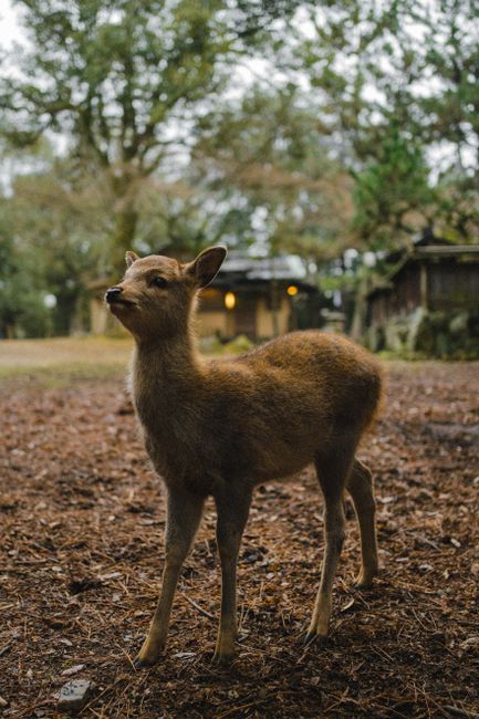 A young deer stands in a tranquil forest clearing, surrounded by nature.