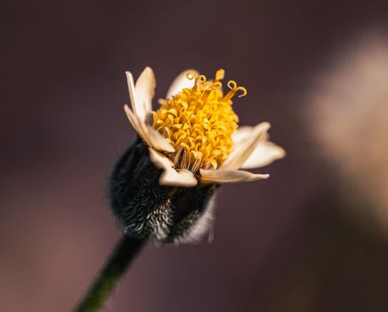 Macro shot of a vivid yellow Asteraceae flower in Thailand, showcasing detailed petals.