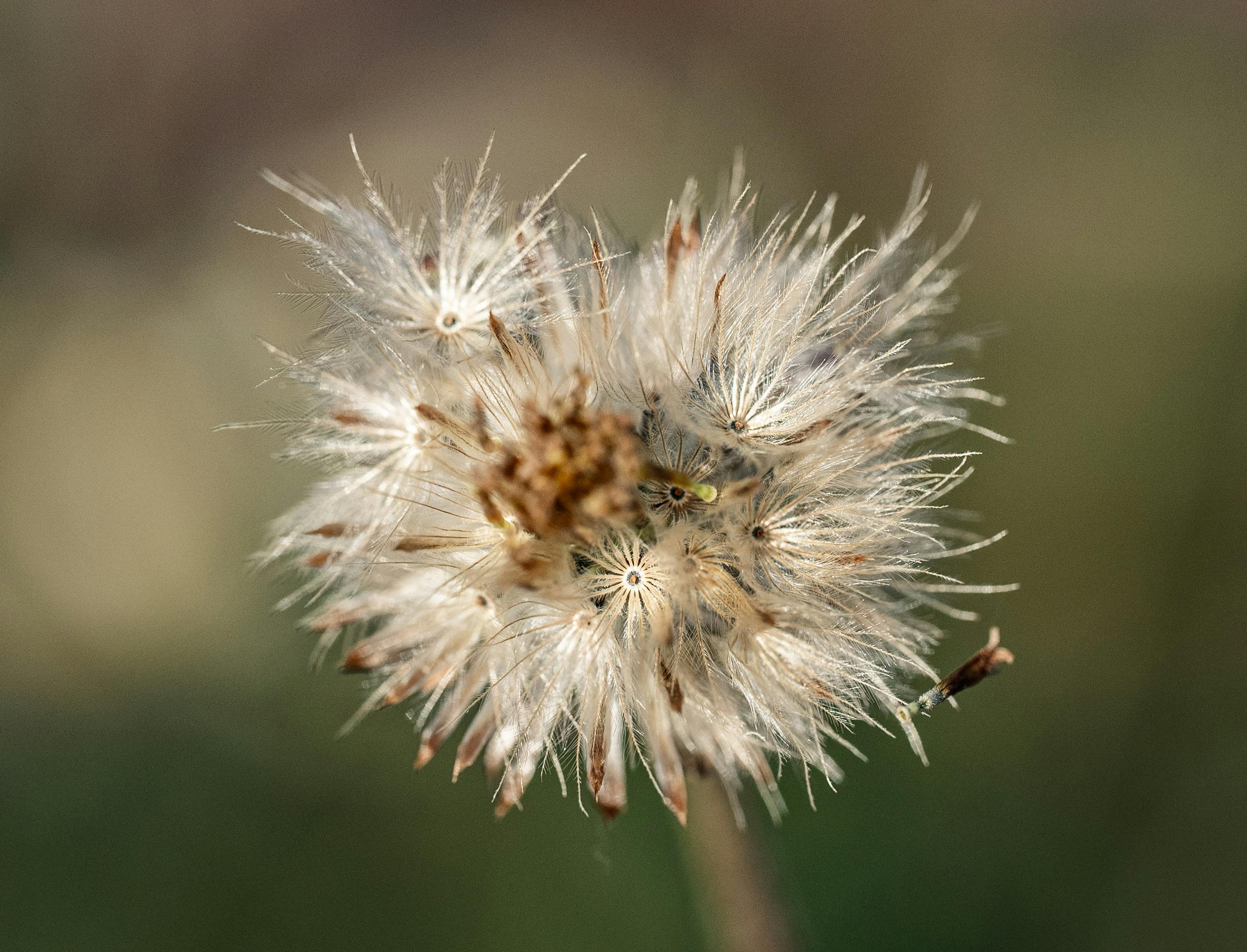 Detailed macro shot of a dandelion seed head, showcasing its intricate texture in Thailand.