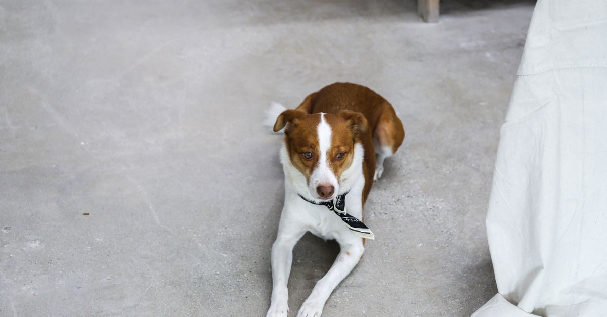 10 Essential Tips for Choosing Pet-Friendly Flooring