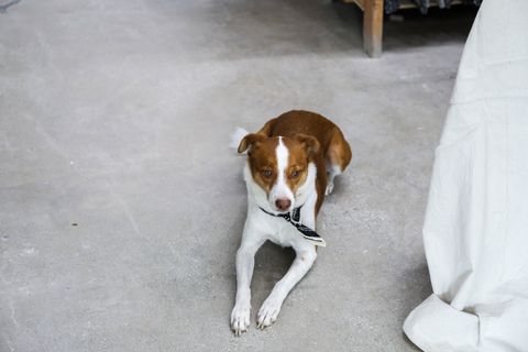 Why Is My Dog Vomiting? A Practical Guide for Indian Pet Owners