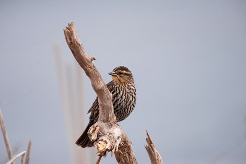 Free Close-up of a female Red-winged Blackbird on a branch, showcasing its detailed plumage. Stock Photo
