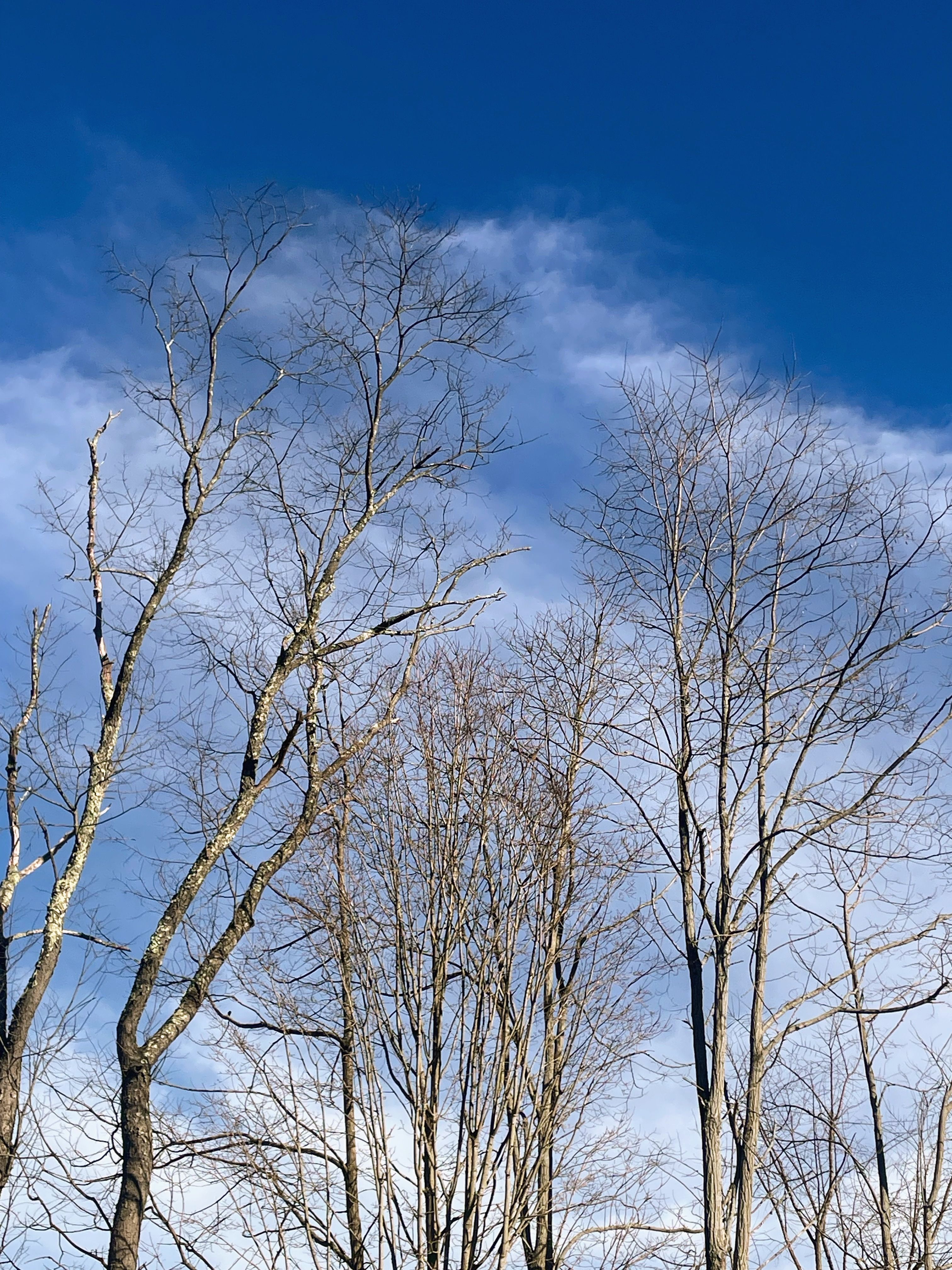 Leafless Trees Against a Clear Blue Sky · Free Stock Photo