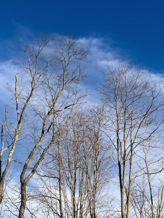 Leafless Trees Against a Clear Blue Sky · Free Stock Photo