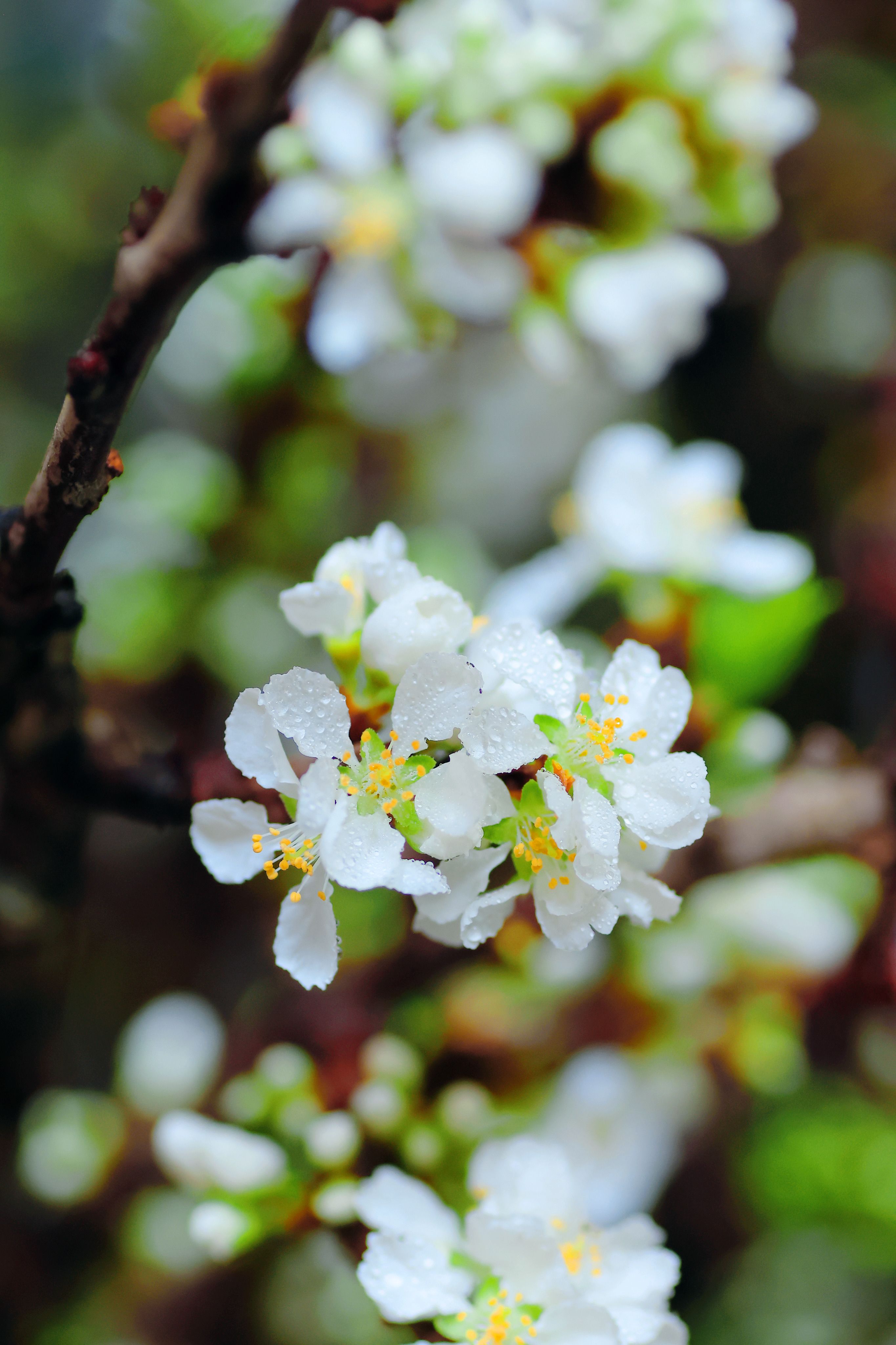 Close-up of Dewy White Blossoms in Spring · Free Stock Photo