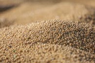 Close-up of Soybeans Ready for Harvest