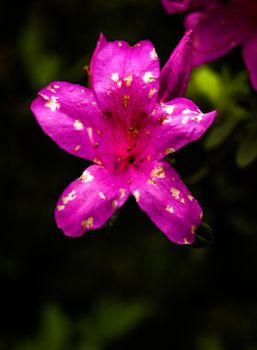 magenta azalea flowers